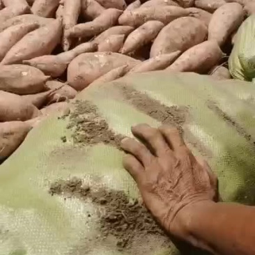 红薯