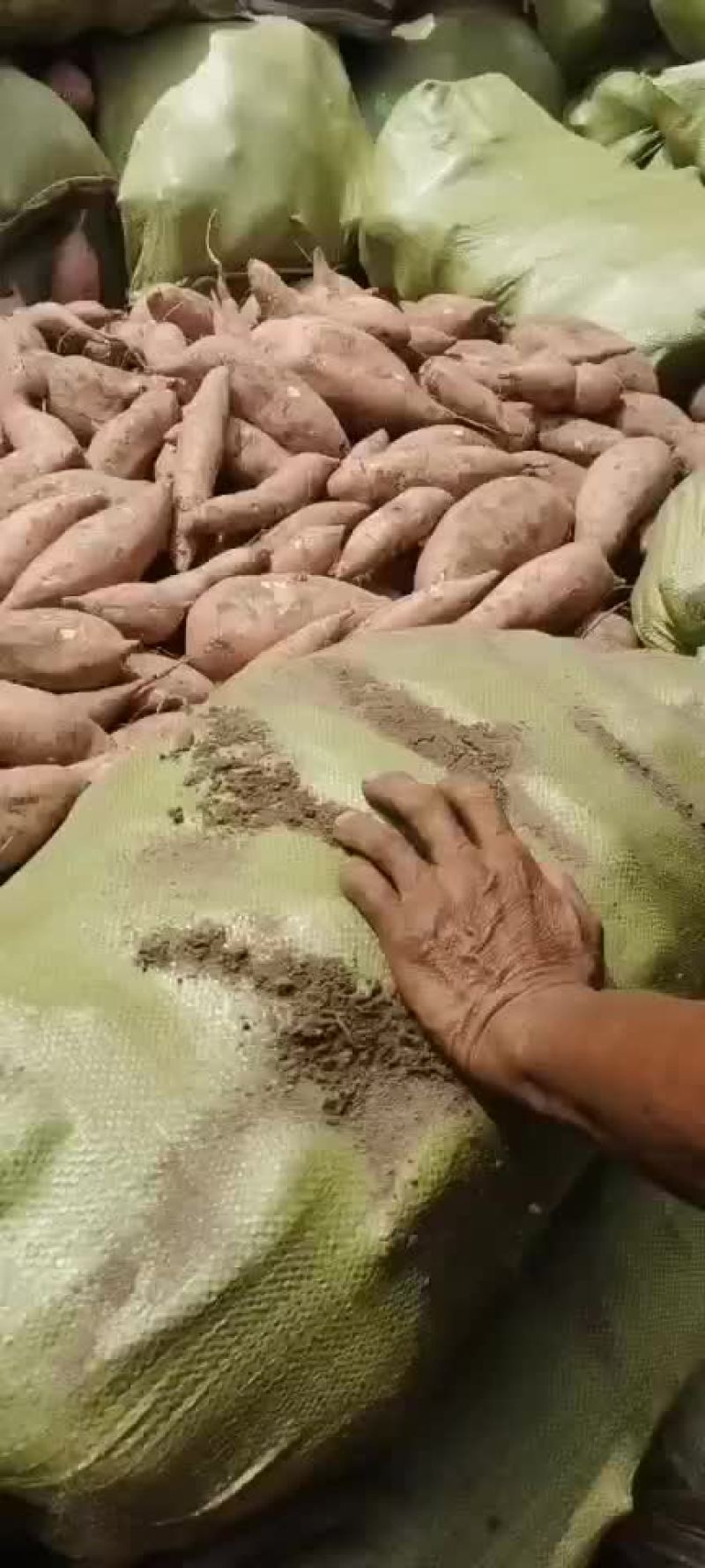 红薯