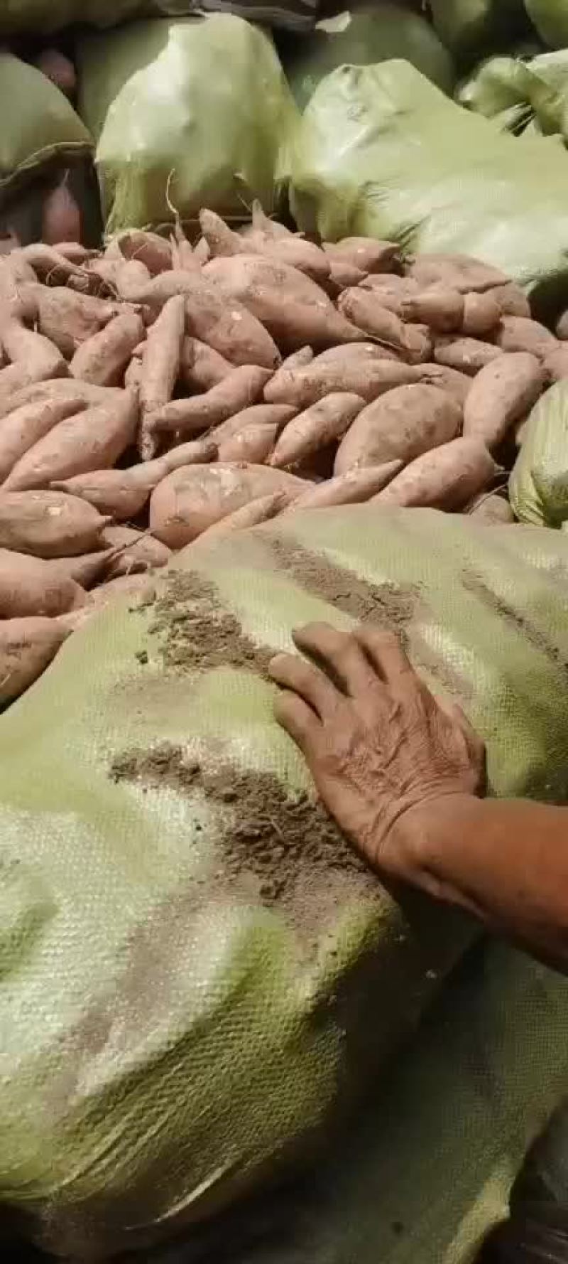 红薯