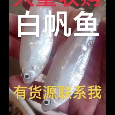 大量收购白帆鱼，（海白肖）、（银鱼）