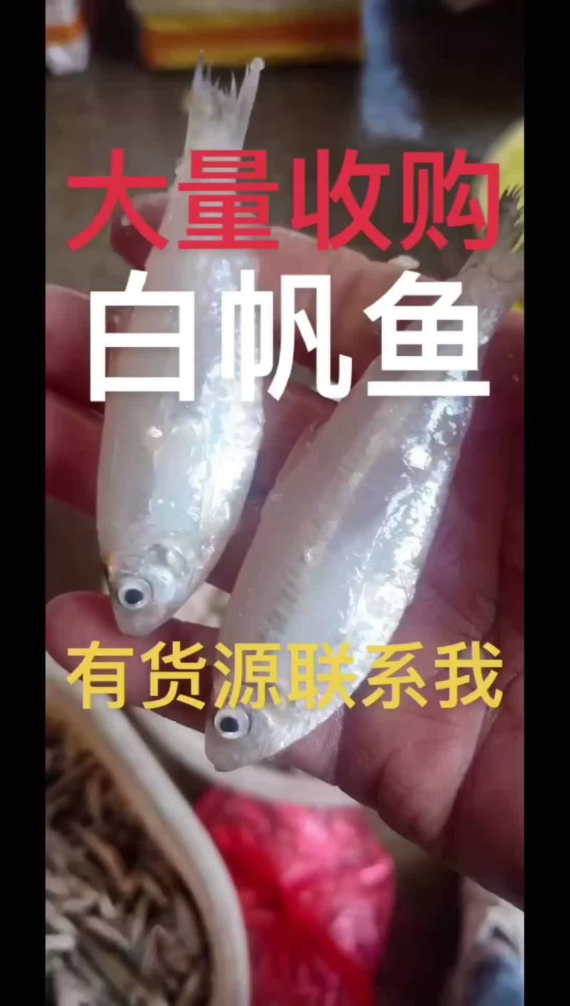 大量收购白帆鱼，（海白肖）、（银鱼）