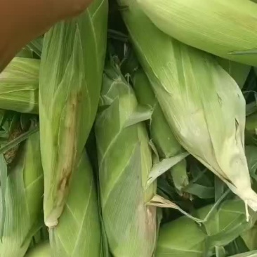水果玉米