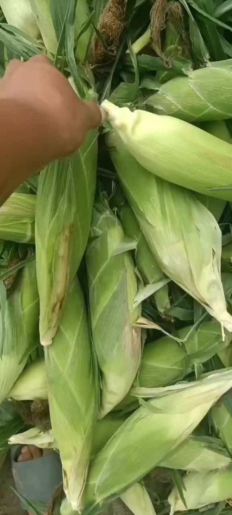 水果玉米