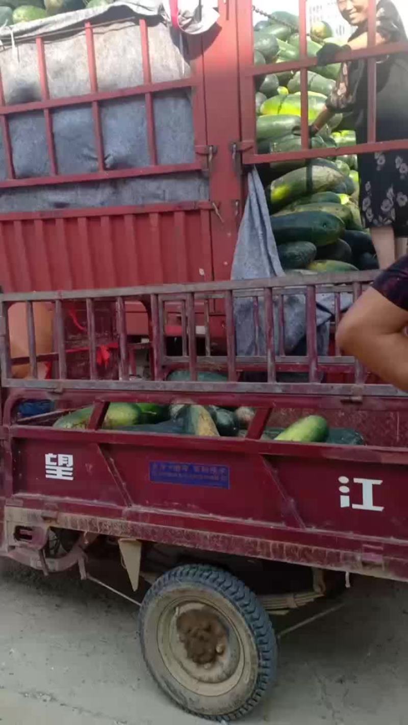 黑皮冬瓜大量共应
