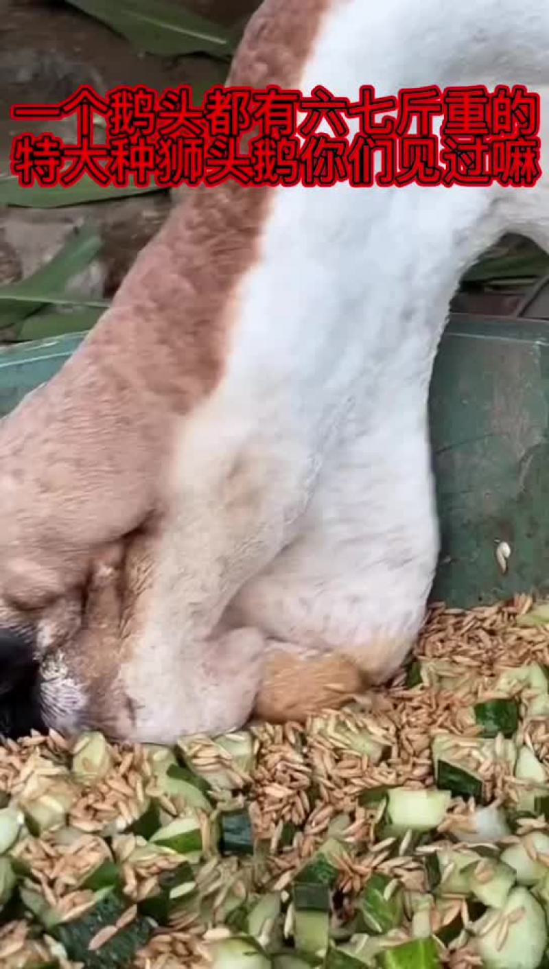 纯种特大种狮头鹅出壳苗脱温苗全国可发货包纯种包活