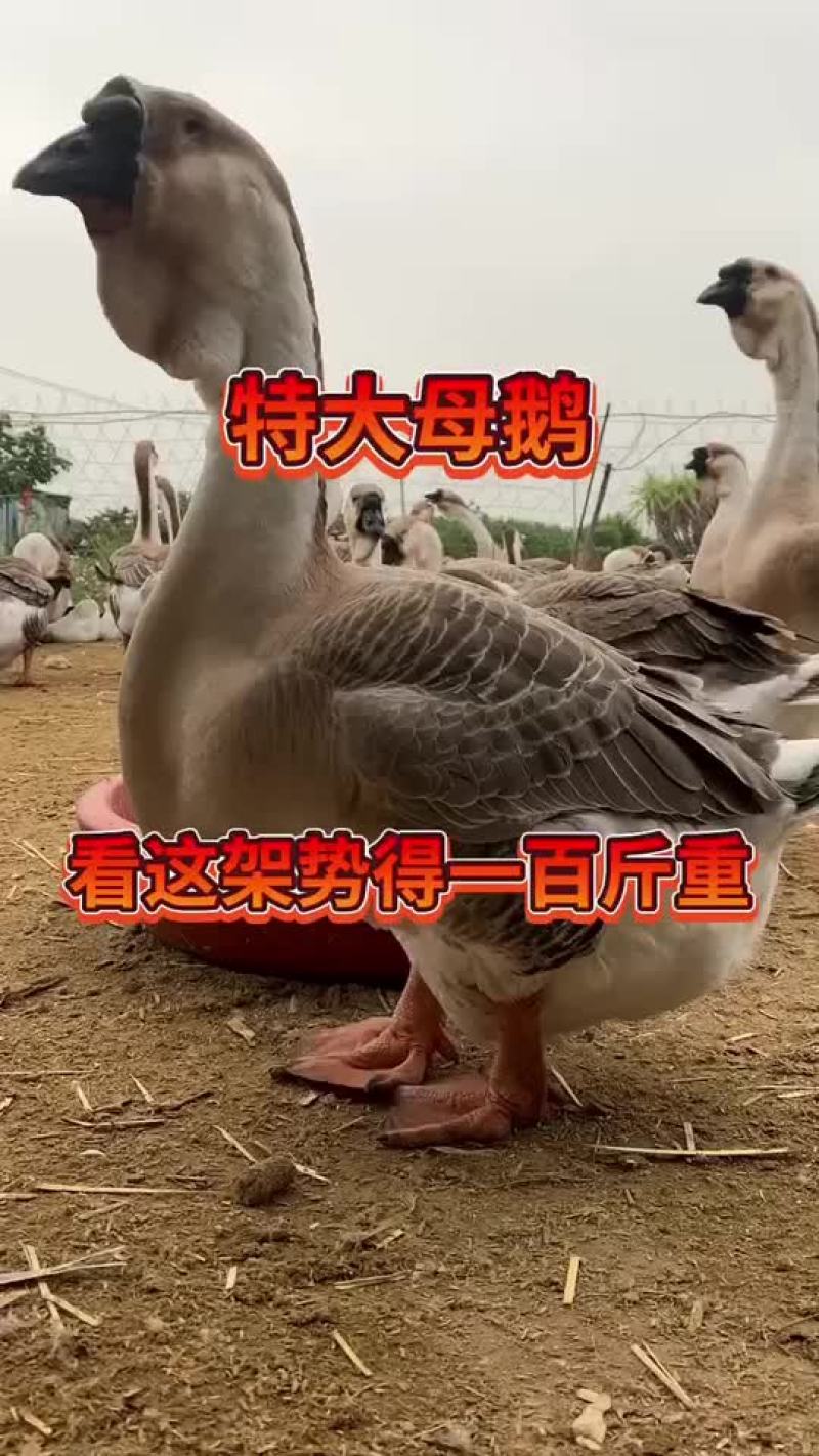 纯种特大种狮头鹅出壳苗脱温苗全国可发货包纯种包活