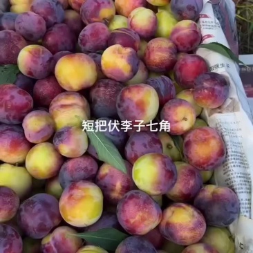 李子