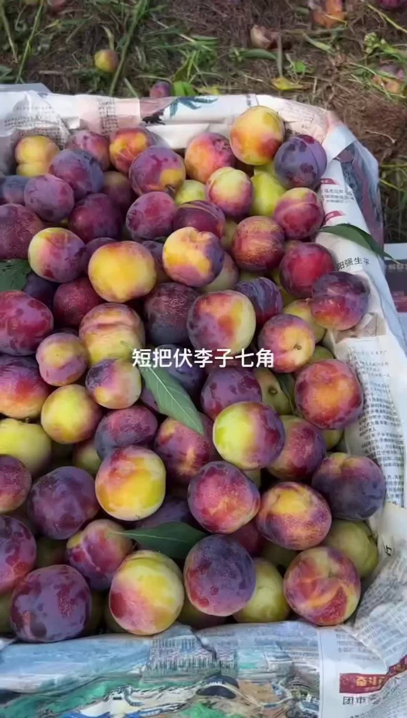 李子