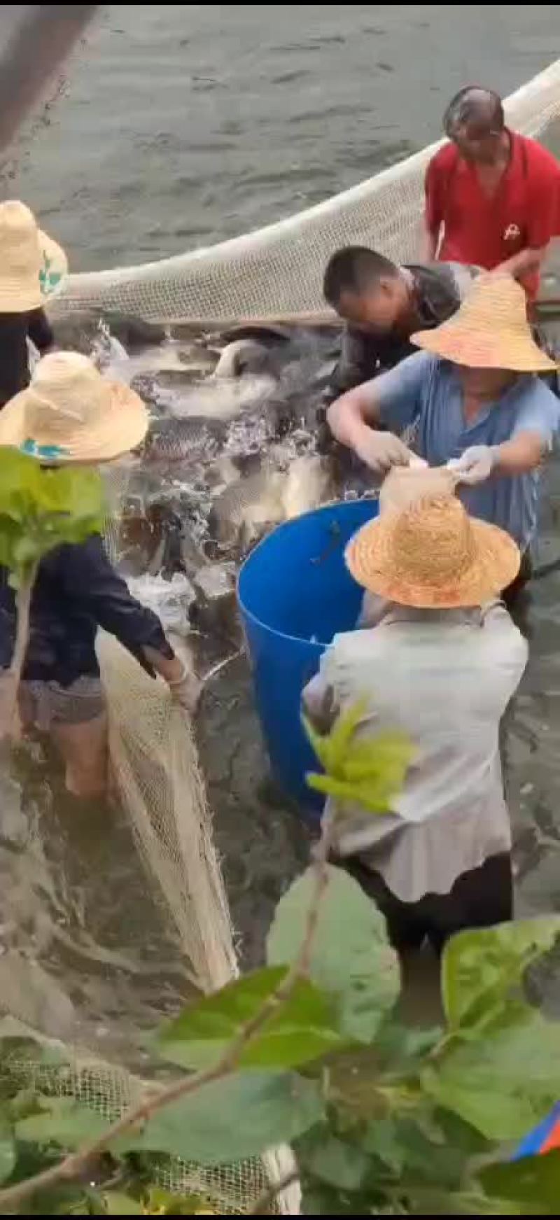 大鲤鱼水库大鲤鱼