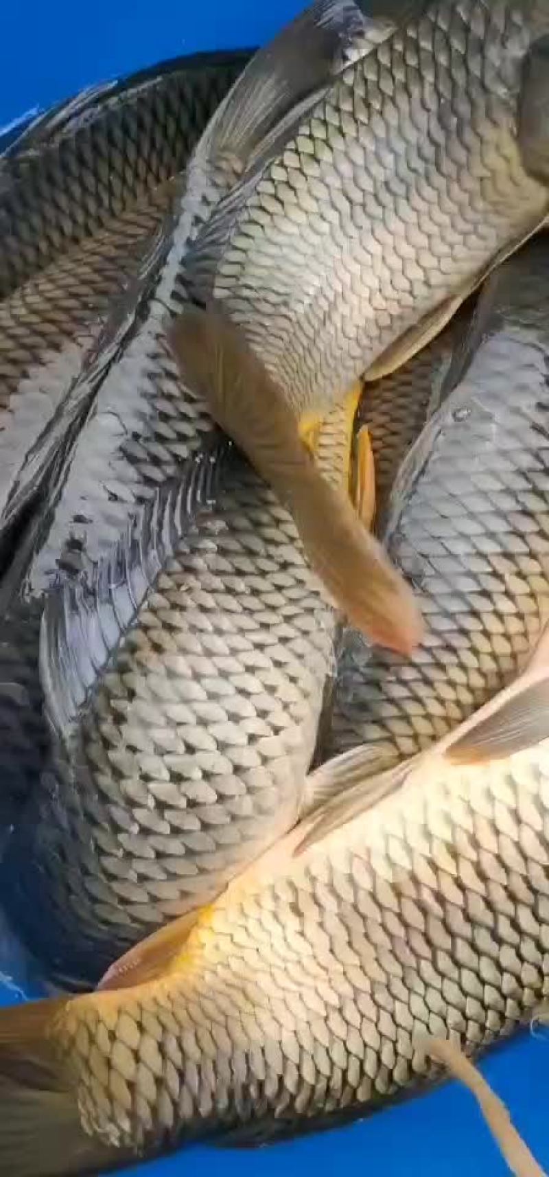 大鲤鱼水库大鲤鱼