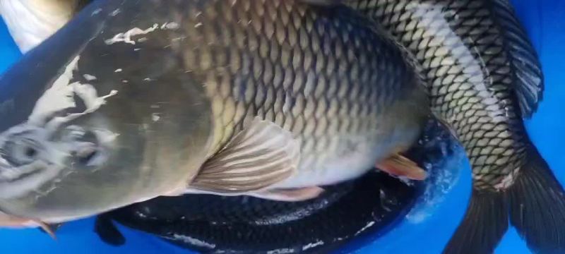 大鲤鱼水库大鲤鱼