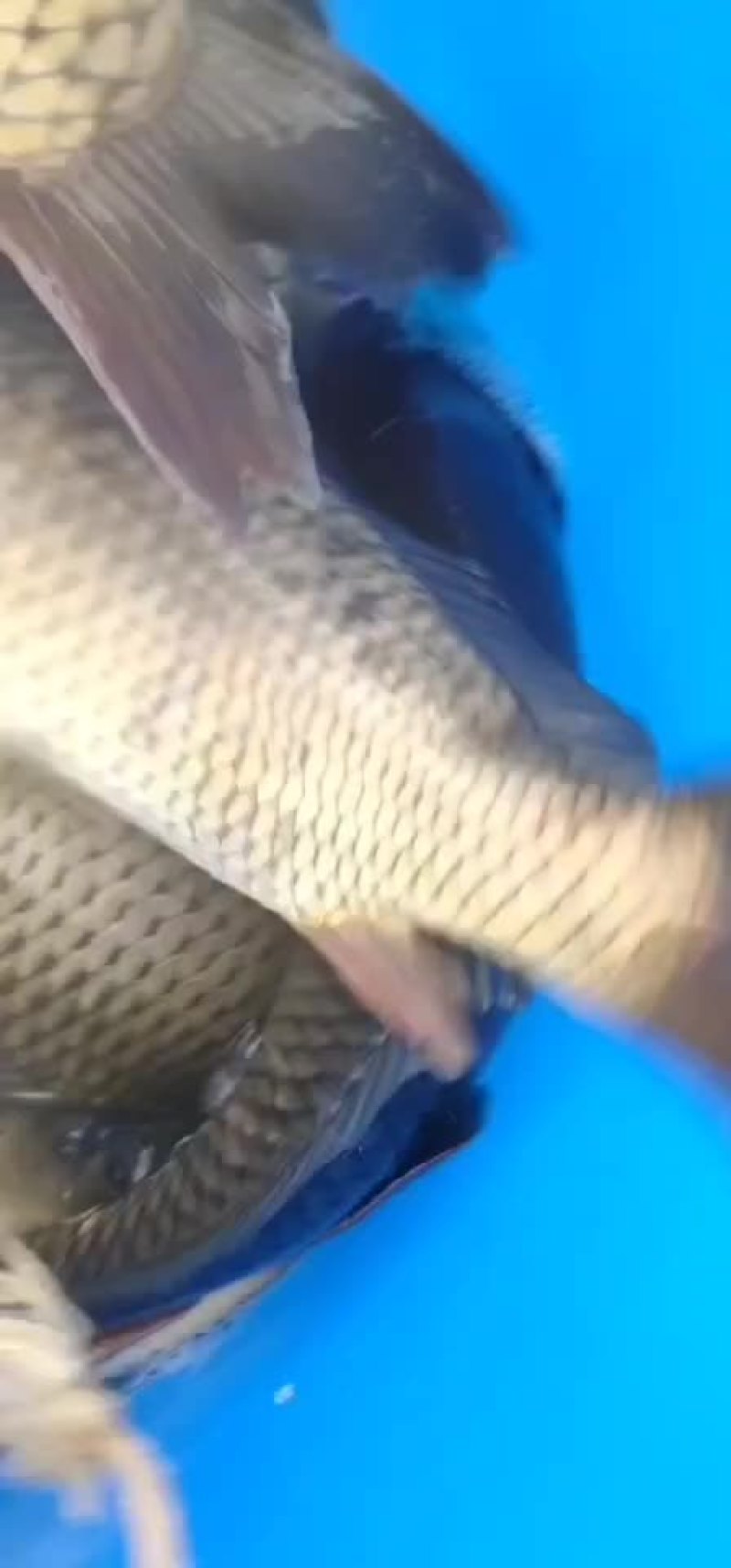 大鲤鱼水库大鲤鱼