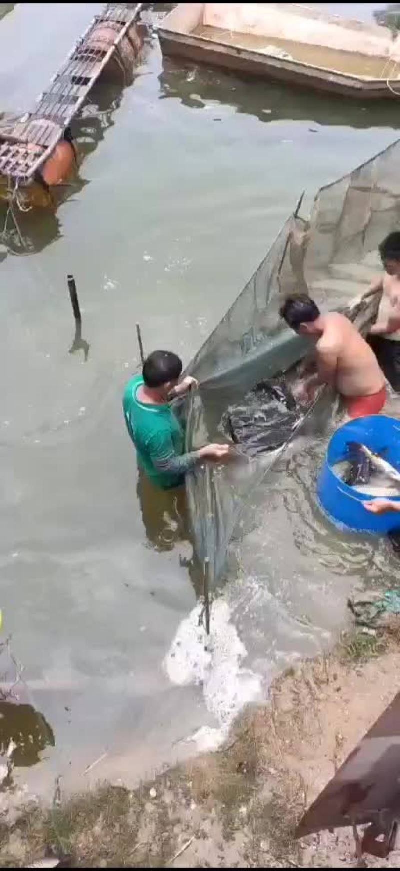 大鲤鱼水库大鲤鱼