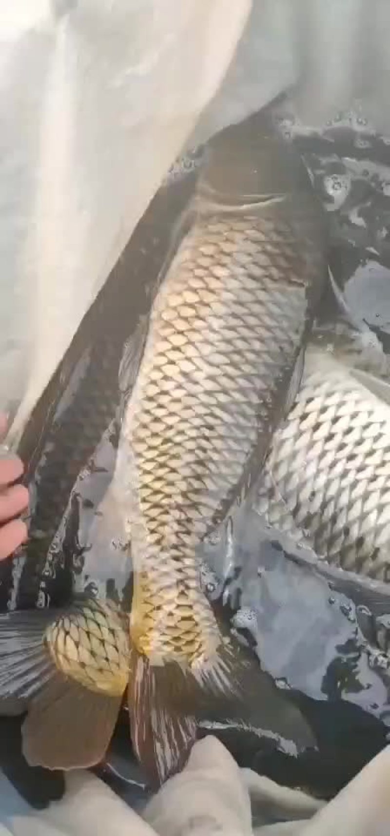 大鲤鱼水库大鲤鱼
