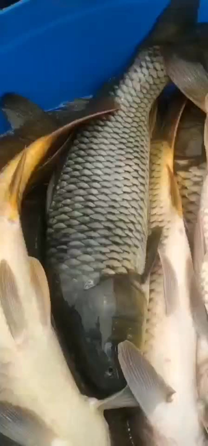 大鲤鱼水库大鲤鱼