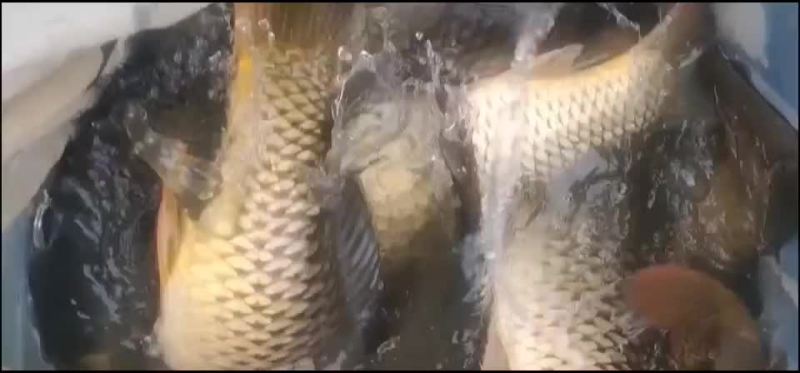 大鲤鱼水库大鲤鱼