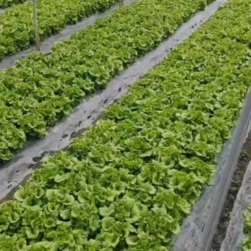 意大利生菜