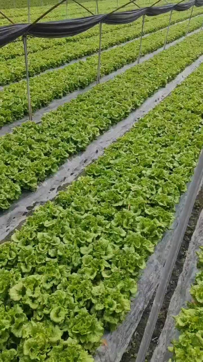 意大利生菜
