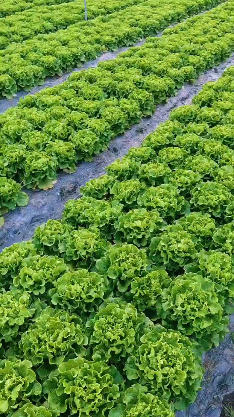 意大利生菜