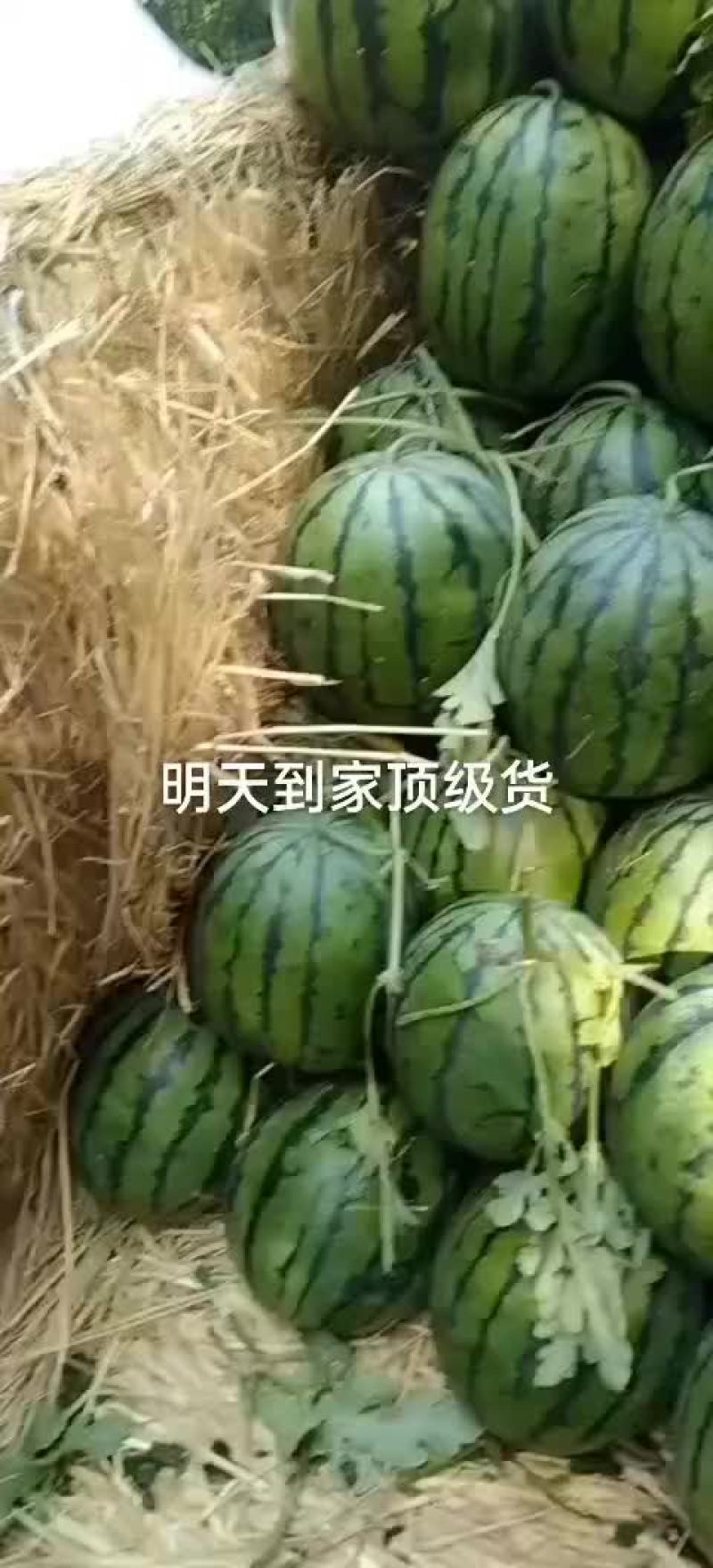 吉林西瓜