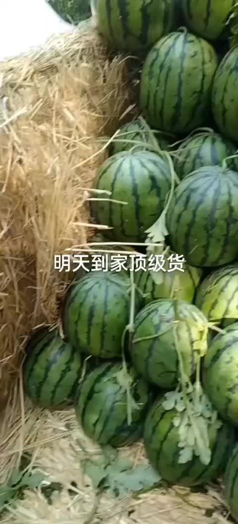 吉林西瓜