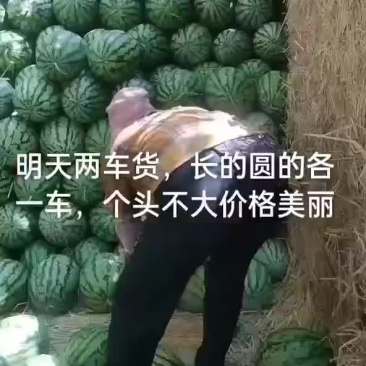 内蒙西瓜