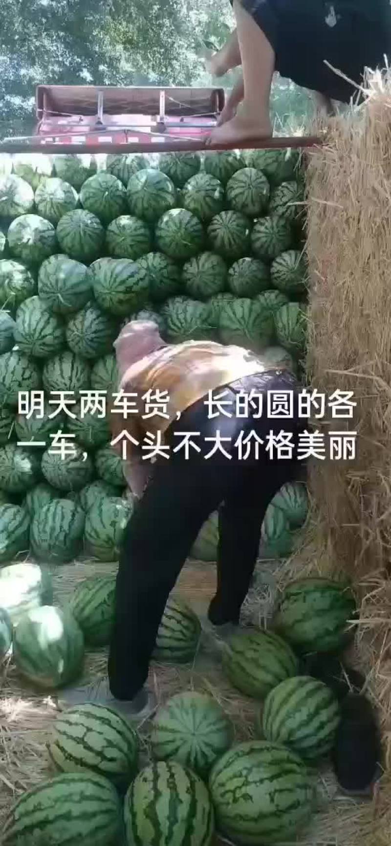 内蒙西瓜