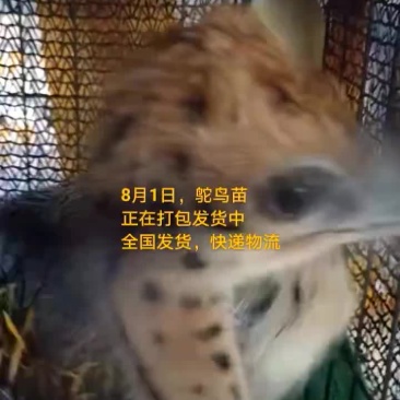 鸵鸟蛋。。。。等等
