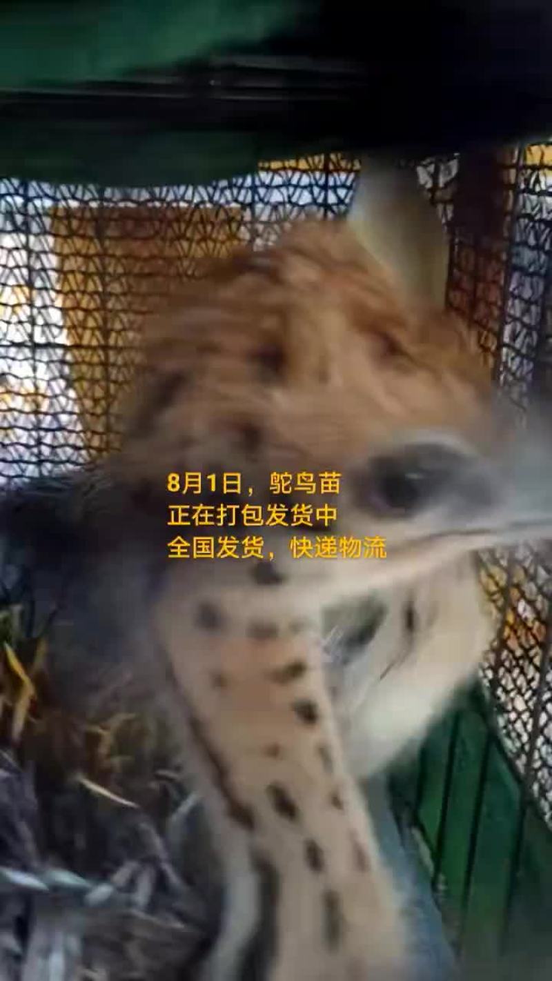 鸵鸟蛋。。。。等等