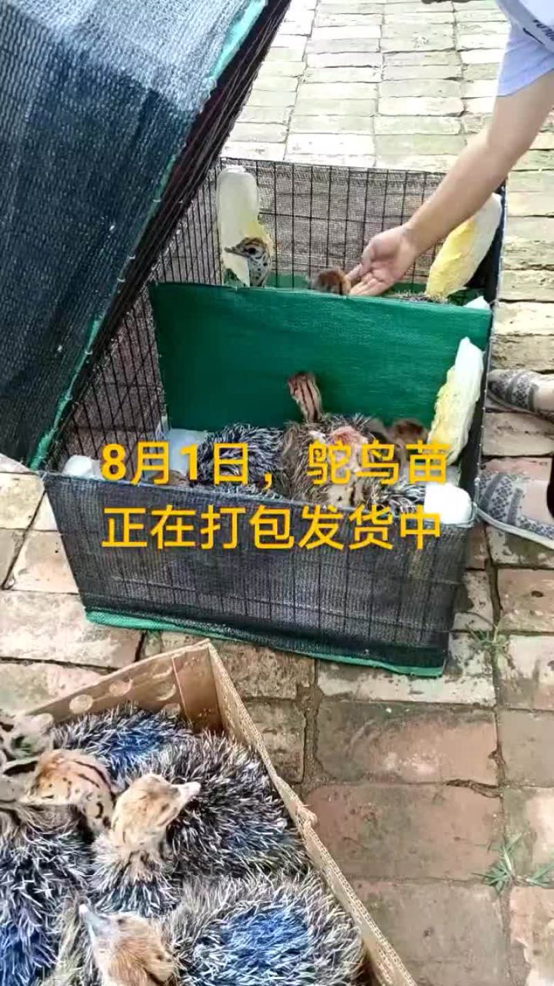 鸵鸟蛋。。。。等等