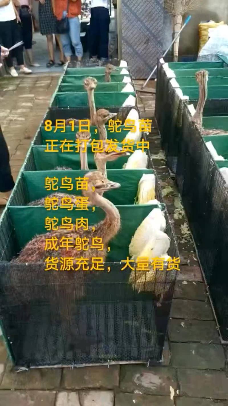 鸵鸟蛋。。。。等等