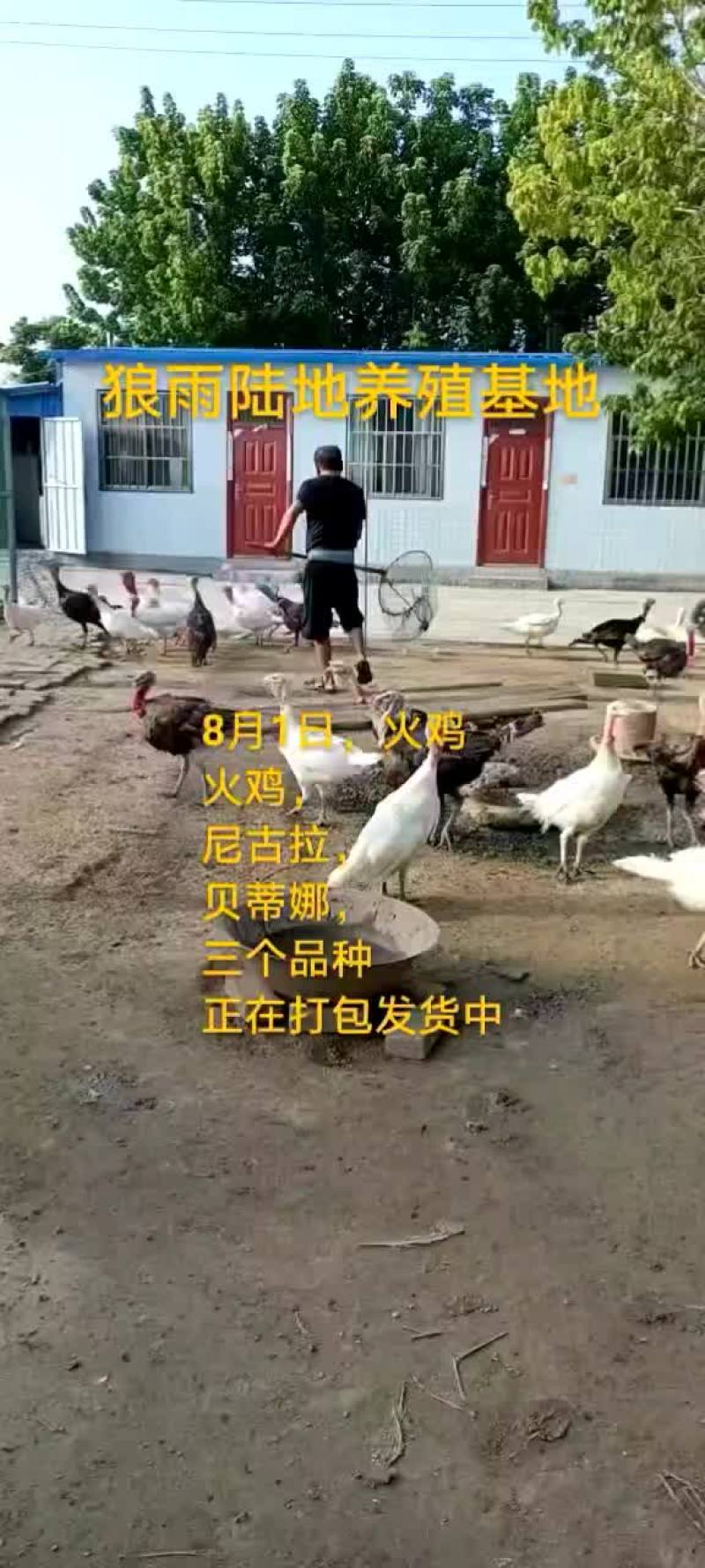 鸵鸟蛋。。。。等等