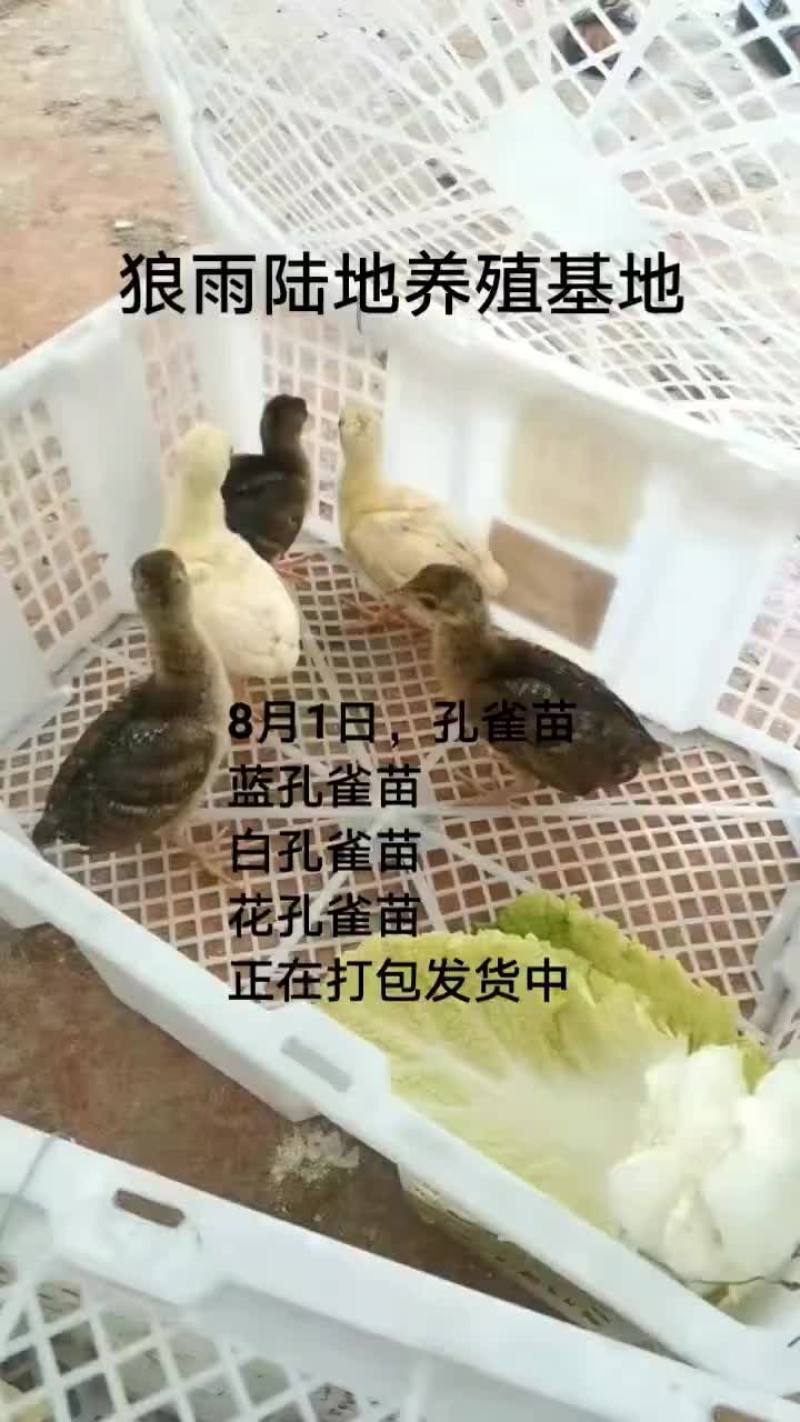 鸵鸟蛋。。。。等等