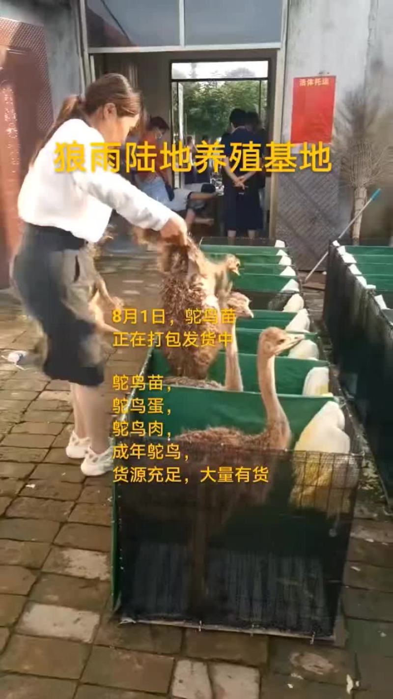 鸵鸟蛋。。。。等等