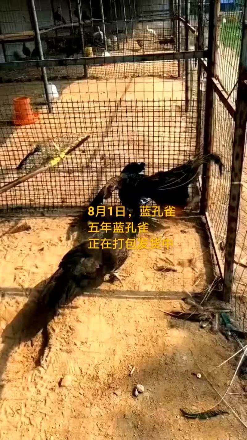 鸵鸟蛋。。。。等等