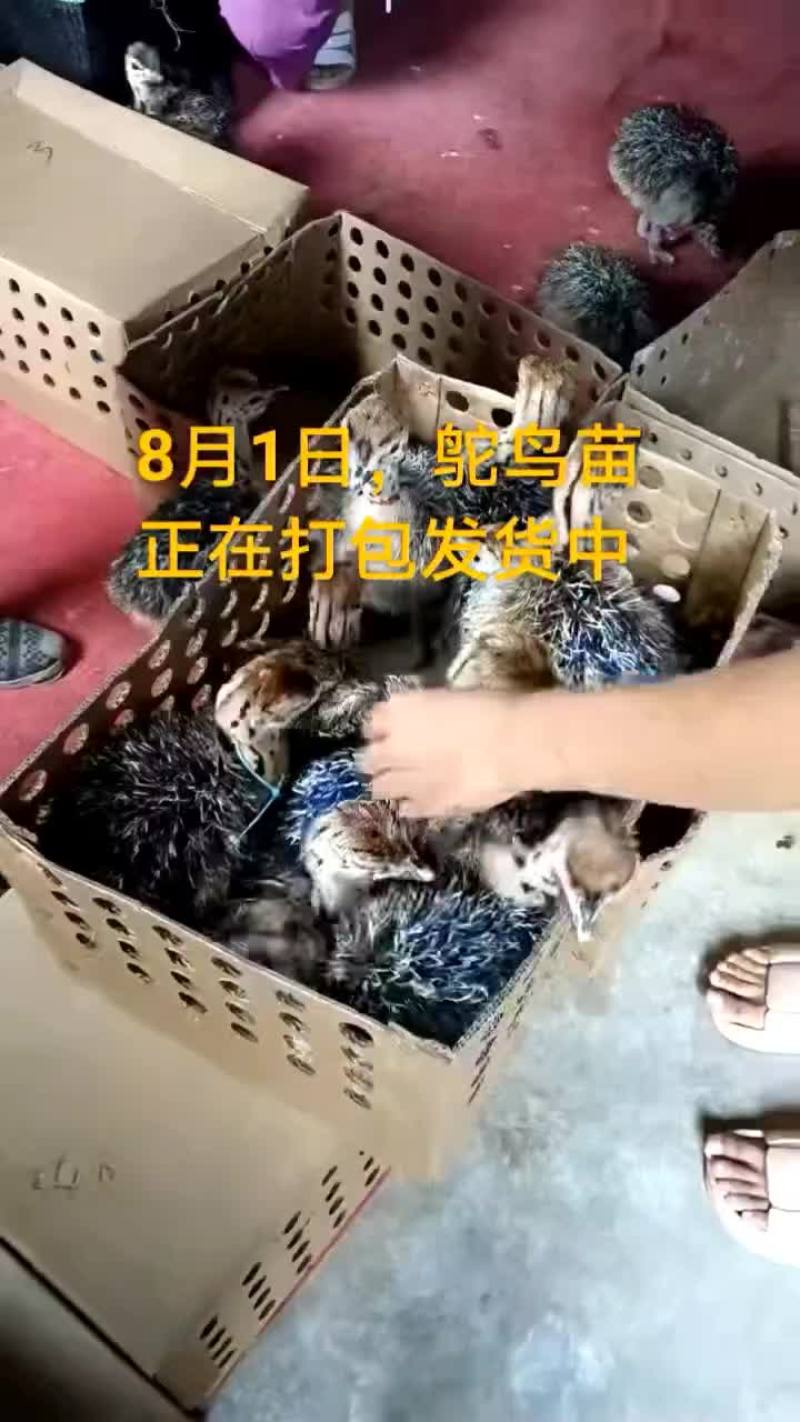 鸵鸟蛋。。。。等等