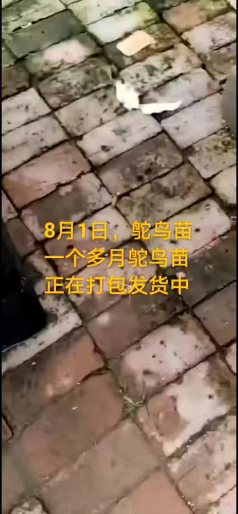 鸵鸟蛋。。。。等等