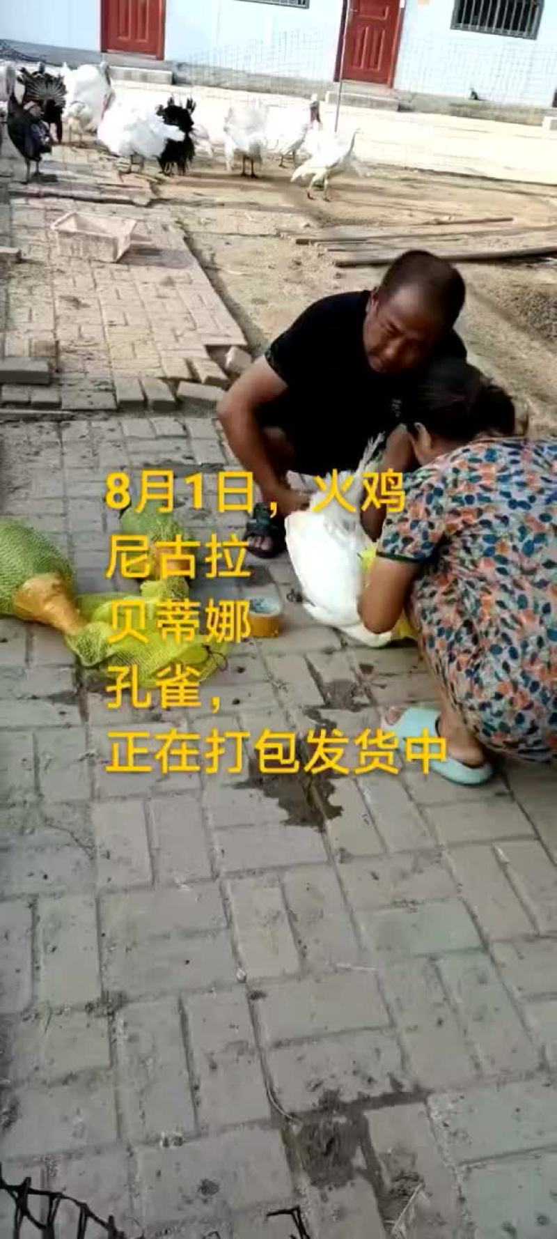 鸵鸟蛋。。。。等等