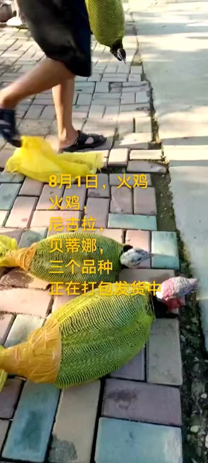 鸵鸟蛋。。。。等等