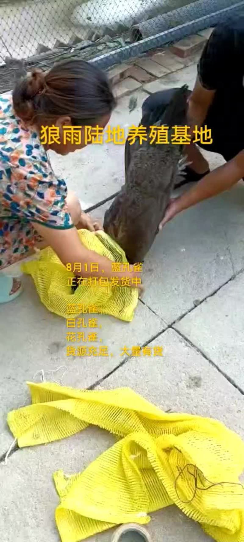 鸵鸟蛋。。。。等等