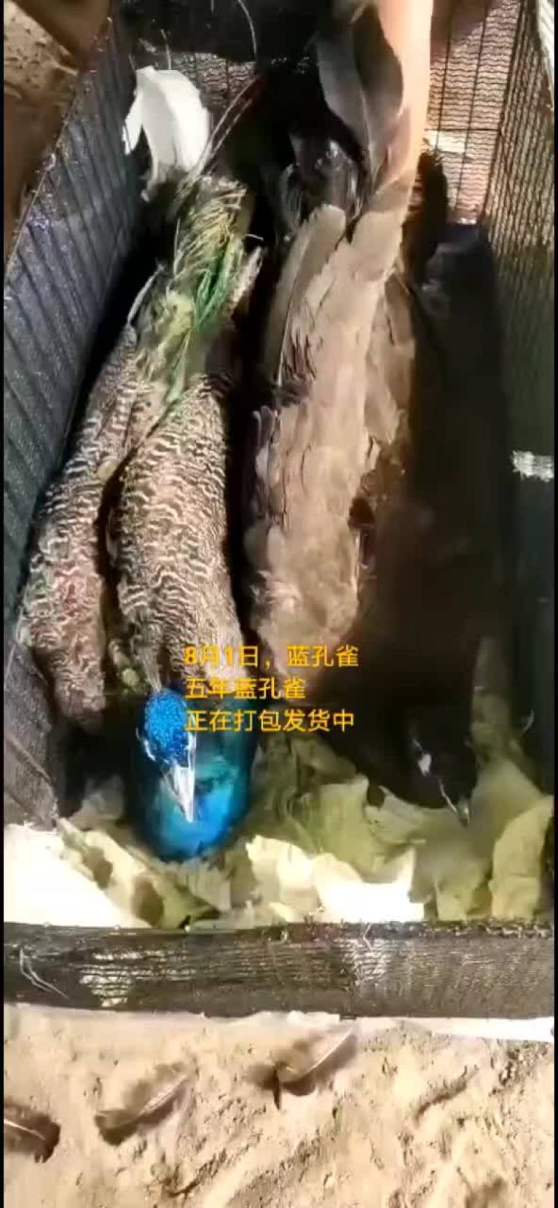 鸵鸟蛋。。。。等等