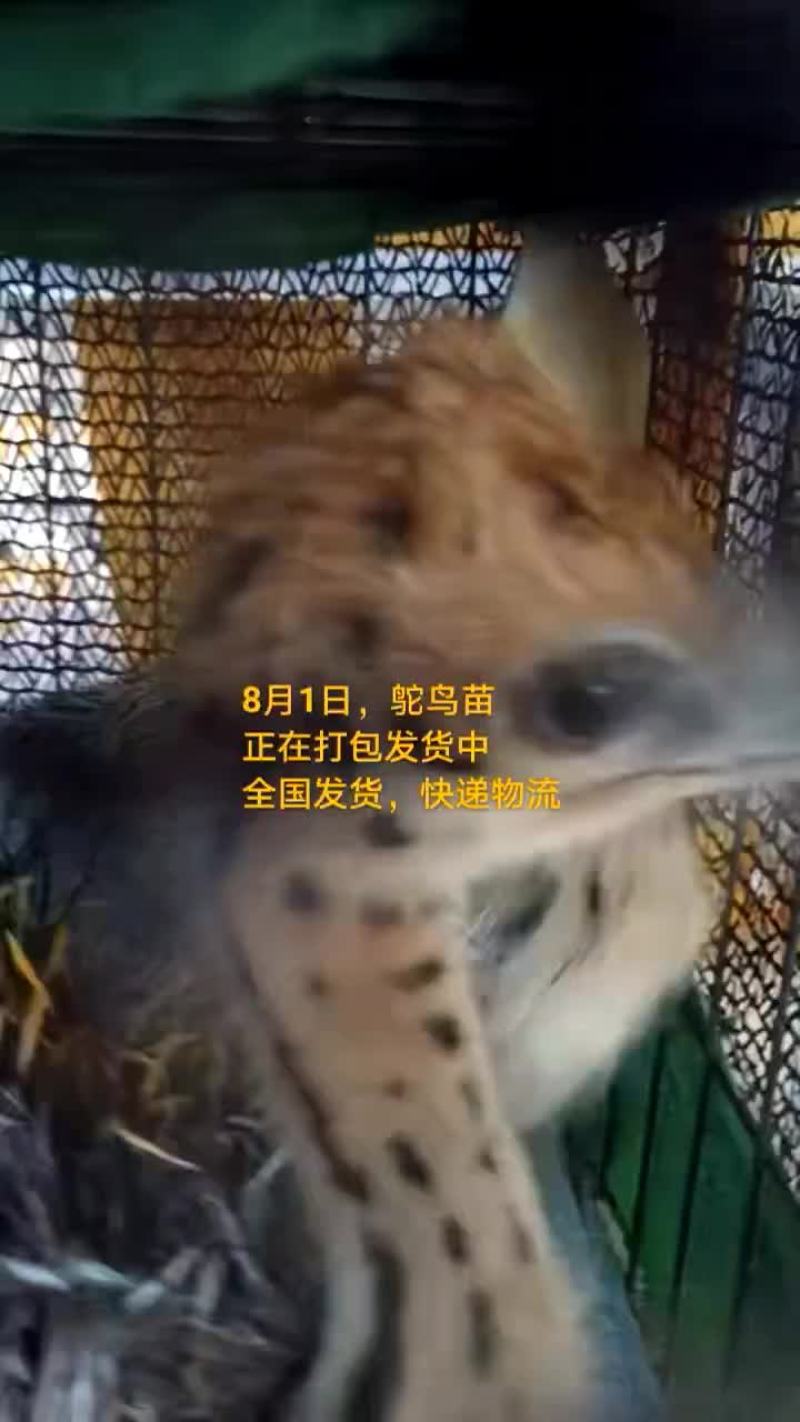 鸵鸟蛋。。。。等等