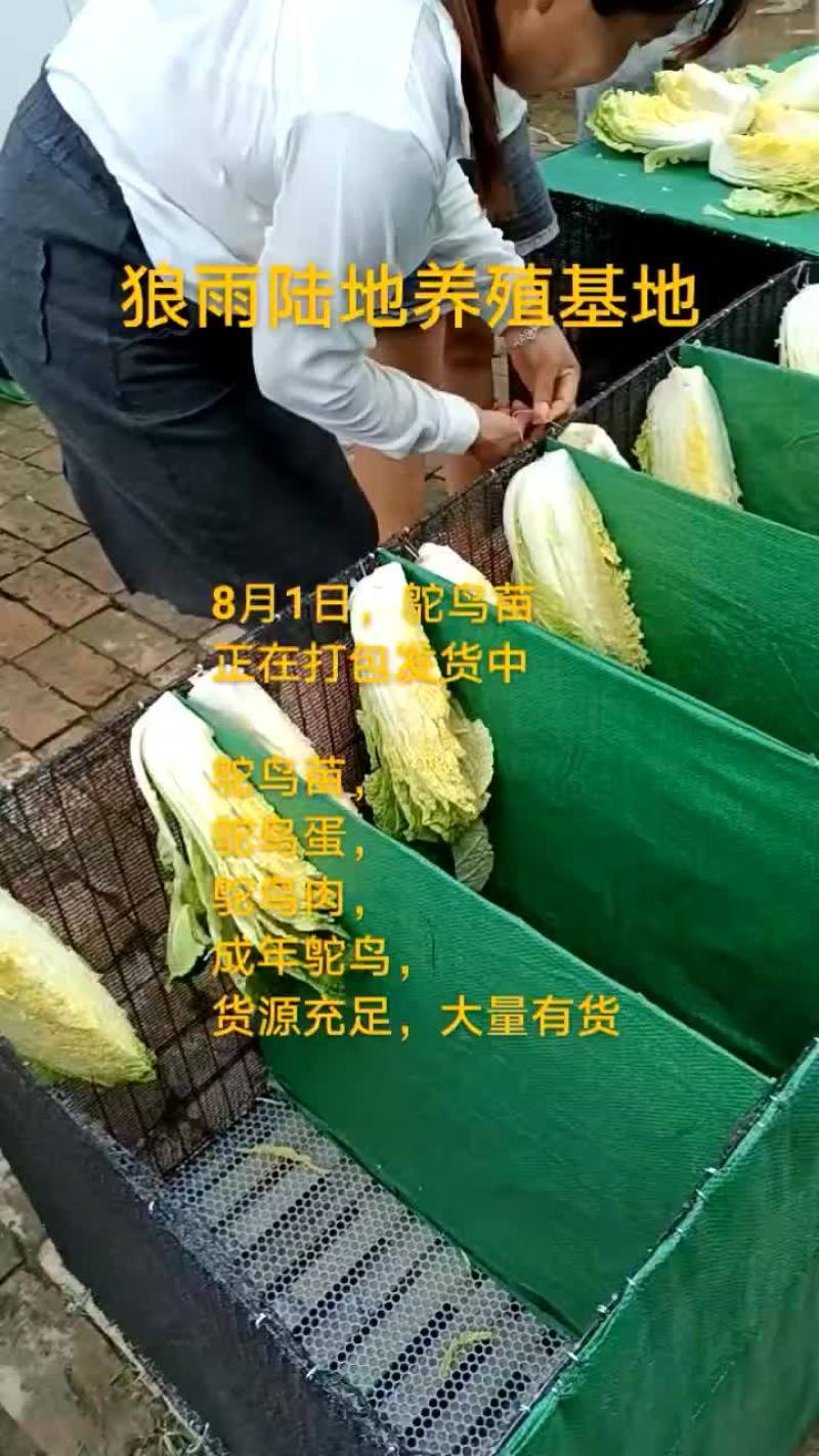 鸵鸟蛋。。。。等等
