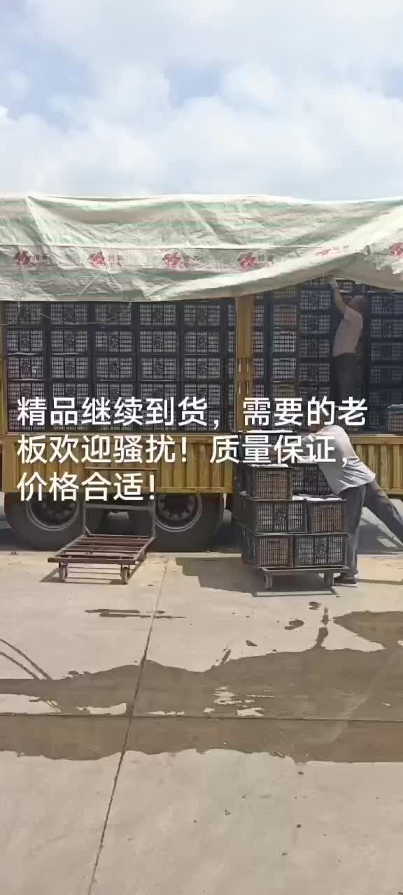 精品香蕉梨，精品货，大中小货都有！