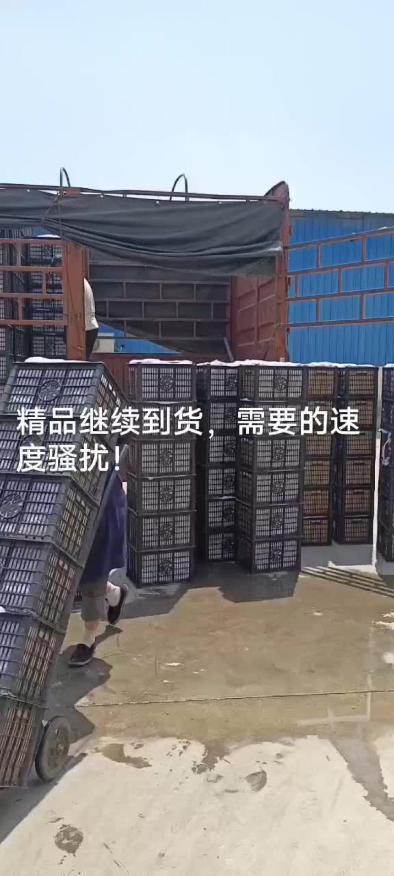 精品香蕉梨，精品货，大中小货都有！