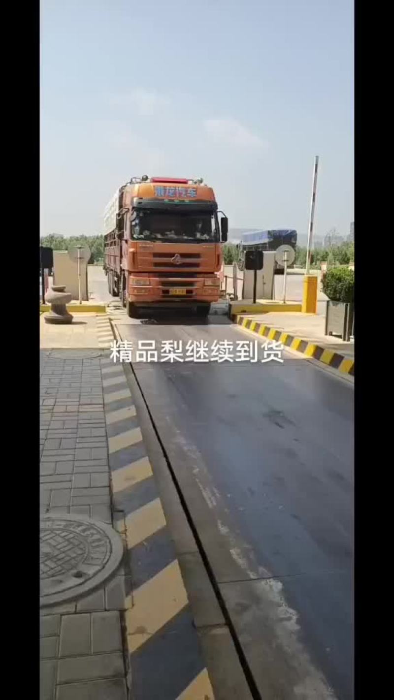 精品香蕉梨，精品货，大中小货都有！