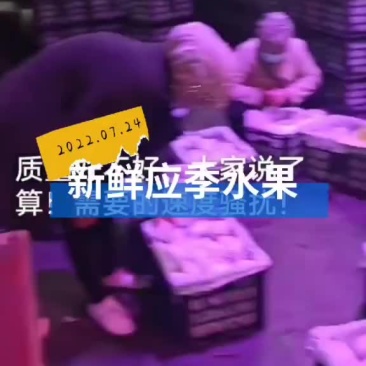 精品香蕉梨，精品货，大中小货都有！