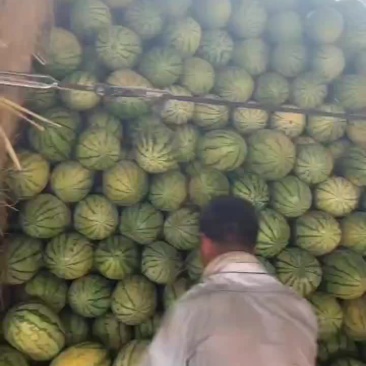 陕北二茬西瓜需要的老板请联系