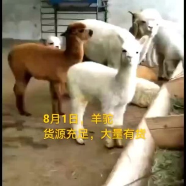 羊驼