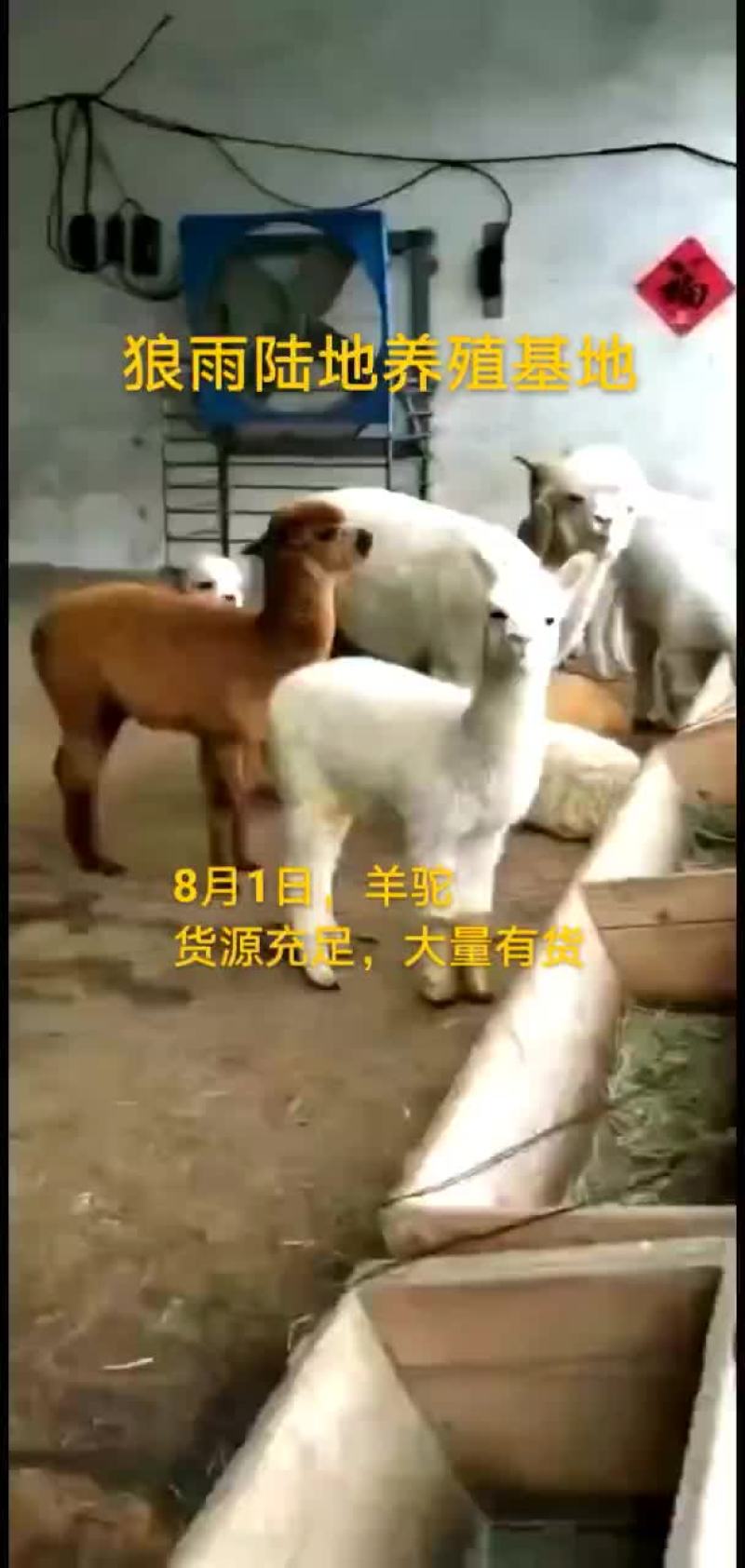 羊驼